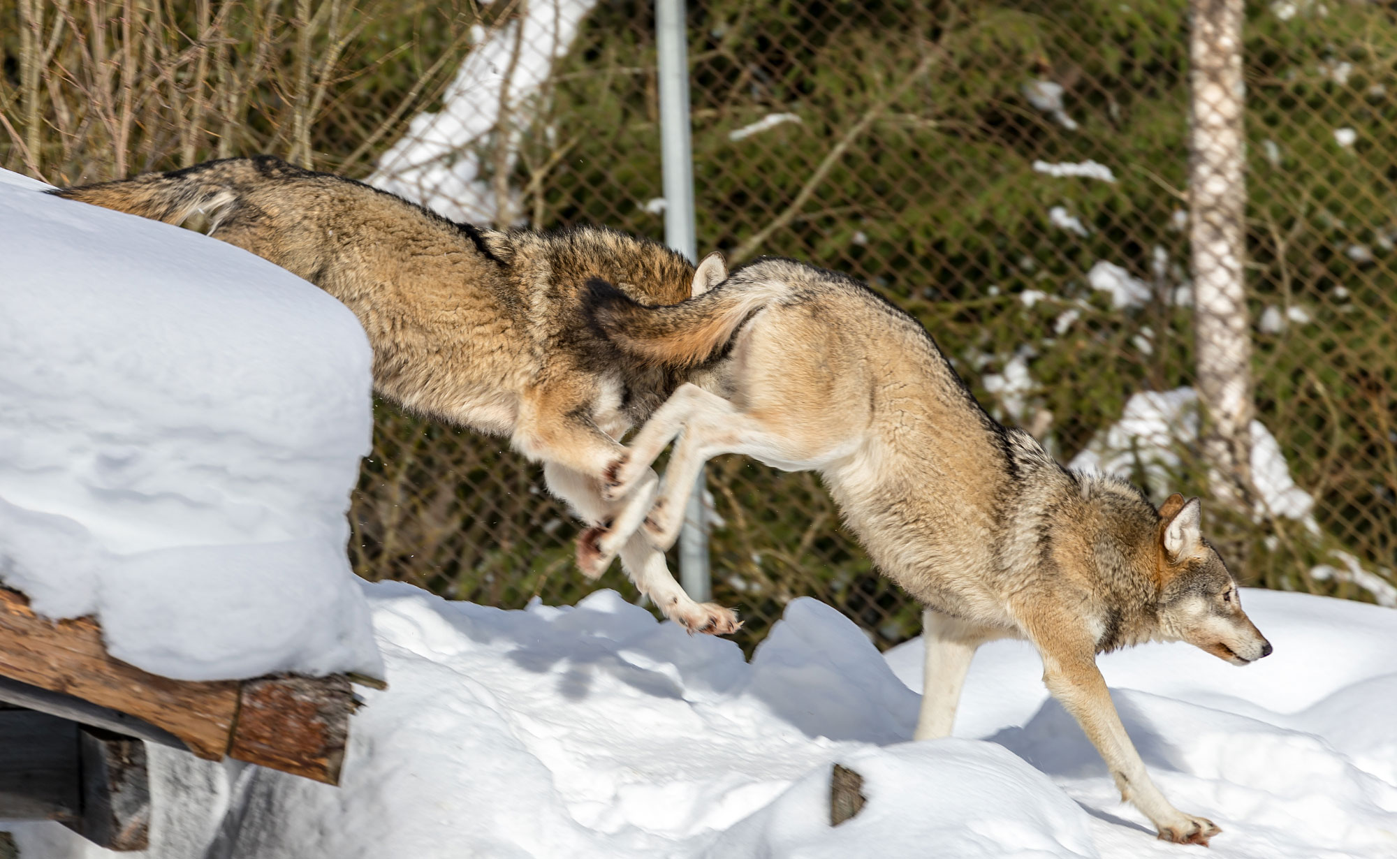Ähtäri Zoo